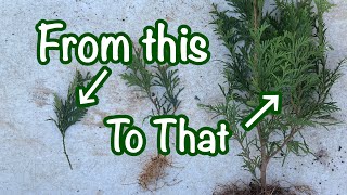 Green Giant Propagation  Part 2 // Rooting Thuja Green Giants