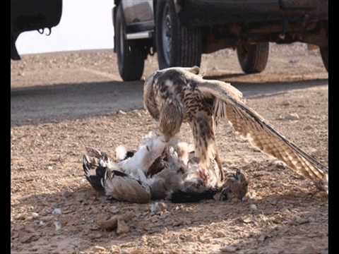 اهداء لأخواني بقروب مقناص وفالكم الطيب