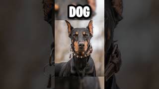 Animals That Kill The Most Humans...