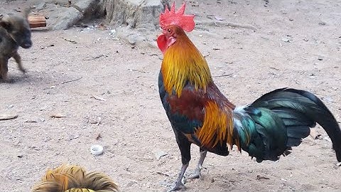 dib qaib qus sawv ntxov