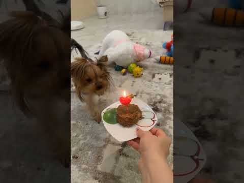 ДЕНЬ РОЖДЕНИЯ ЙОРКА ТАИ)) #ДЕНЬРОЖДЕНИЯ #ЙОРК #ДЕНЬРОЖДЕНИЯЙОРКА