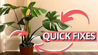 3 SIMPLE changes for the best Monstera | #communityquestions by Kill This Plant 41,320 views 7 months ago 11 minutes, 44 seconds