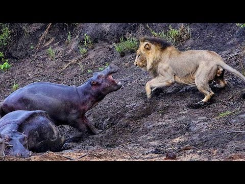 Бегемот в деле! Бегемот против льва, крокодила, слона... Бегемот в деле! Бегемот против льва, крокодила, слона...