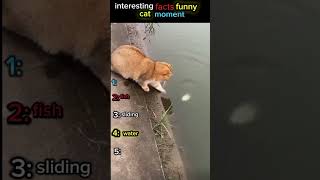Top 5 Funniest Cat Moments Ever Recorded#cats #funnycats#pets #animals #funny #viral #shorts