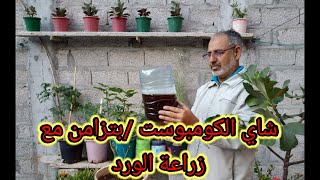 شاي الكومبوست/ زرع الورد الجوري في عملية إعداد واحدة.