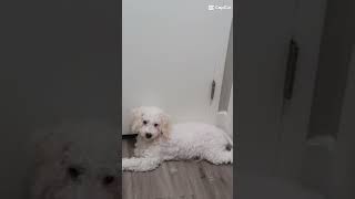 Собака принимает ДУШ😄Domestic dog.Калифорния. Жизнь в США. #dog #usa #собака #домашниеживотные #сша