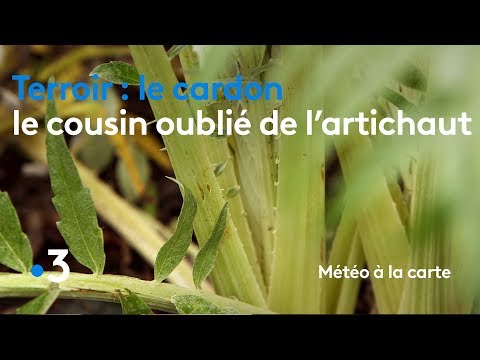 Vidéo: Qu'est-ce que le cardon ? La signification du mot 