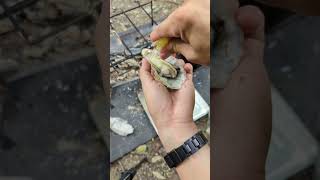 Outdoor Cooking Adventures Turning Nature Into A Feast Cooking Cooking