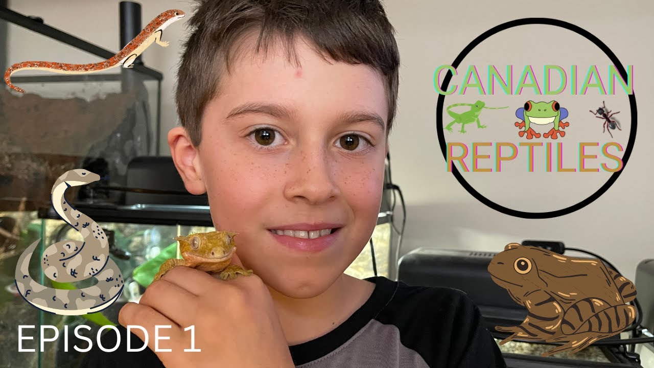 My Animals Part One / Canadian Reptiles - YouTube