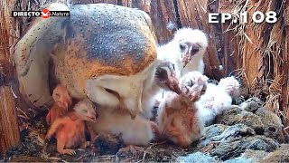 Barn Owl Nest ❸ ep.108Lechuzas en el nido DIRECTO (Cámara 38 | Ávila)