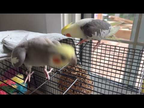 Cockatiel Plays Peekaboo