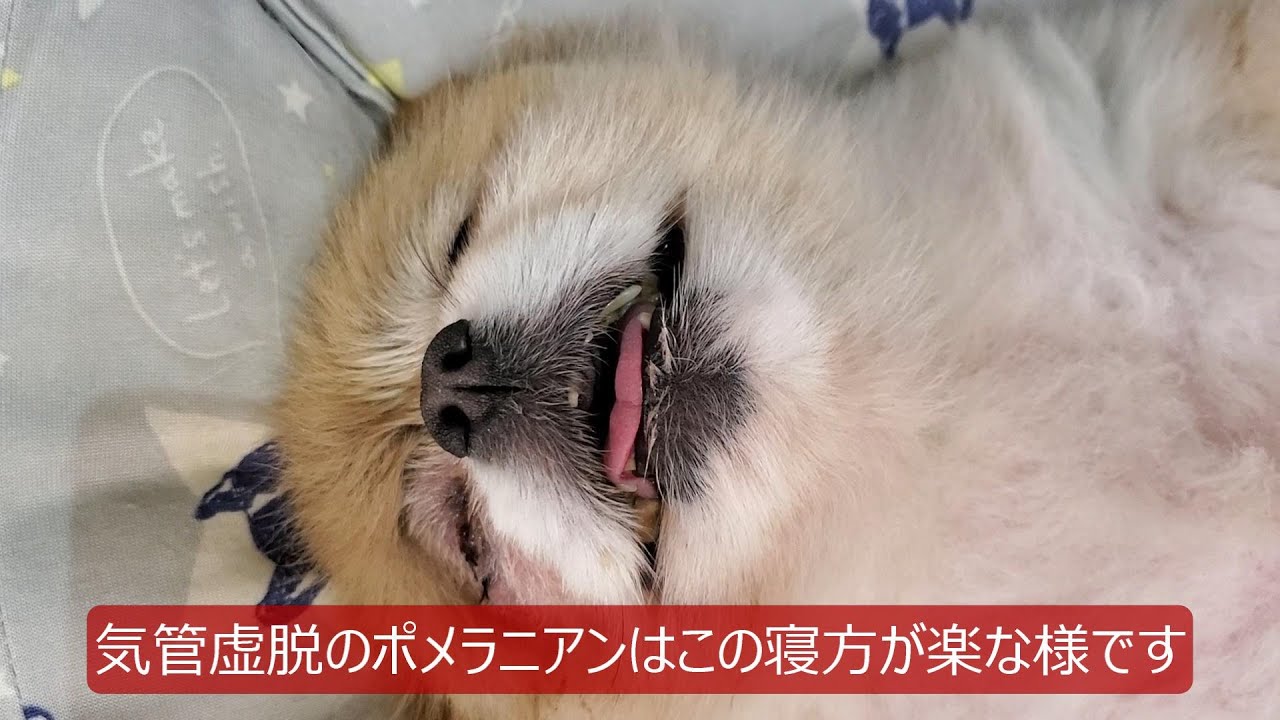 気管虚脱犬: 気管虚脱 犬 普段のケア – TYZD