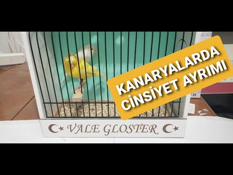 KANARYA CİNSİYET AYRIMI ( EŞE HAZIR OLAN VE OLMAYAN DİŞİ )