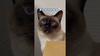 【シャム猫】狙いを定める猫　#shorts #siamese #cat #保護猫 #catlife #ねこのいる生活 #kitten