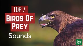 OWL Noises and other Birds of Prey Sounds | Top 7 most popular Birds of Prey sounds