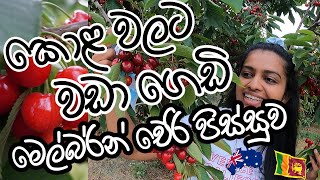 Berry Picking | Australia |Eng Sub | කොළවලට වඩා ගෙඩි, මෙල්බර්න් චෙරි පිස්සුව