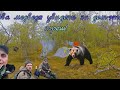 Чуть не стали едой медведей/Здоровенные окуня в небольшом озере/нашли,что искали