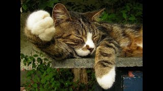 Откуда взялись кошки? | Интересные факты Откуда взялись кошки? | Интересные факты
