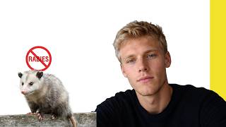 do possums have rabies to dogs