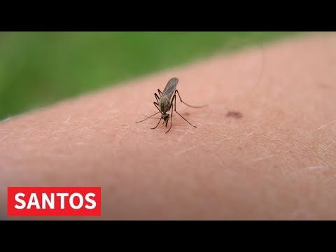 TRETMANI PROTIV KOMARACA U ZRENJANINU TRETMANI PROTIV KOMARACA U ZRENJANINU