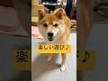 絶対後ろのダンボールから持ってきた📦🤣#柴犬 #豆柴 #shibainu #犬 #犬のいる暮らし #shorts