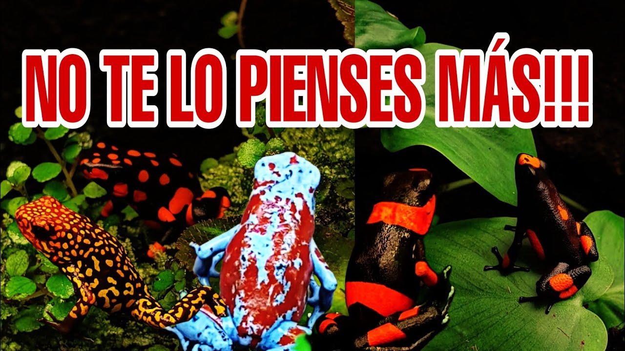 ATREVETE con ESTAS y NO te ARREPENTIRÁS! Trucos y consejos que valen la pena 🐸🐸🐸