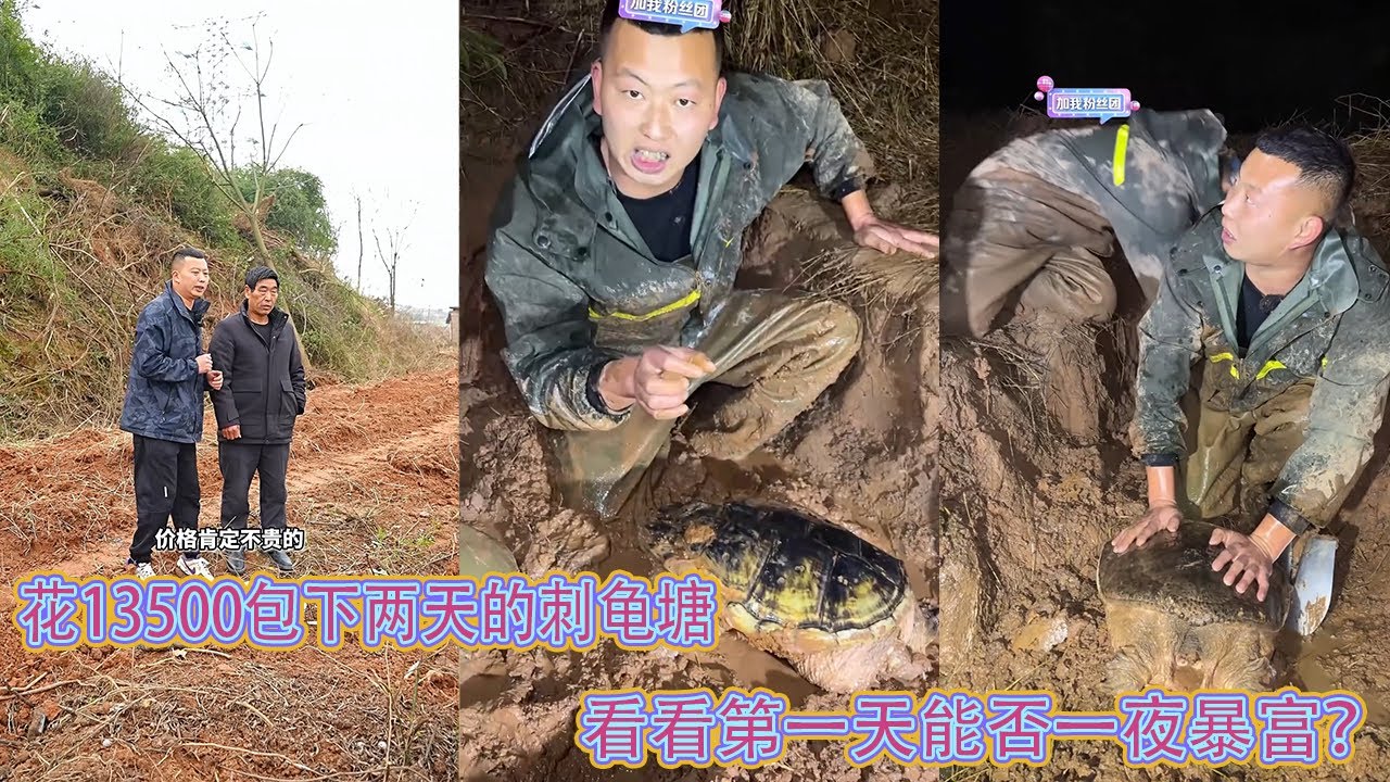 花13500包下两天的刺龟塘，看看第一天能否一夜暴富？ 【在养殖场安全，请大家不要模仿】