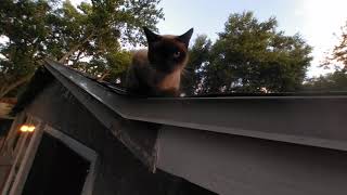 Feeding Mischief and family on the roof VR 180 2019 08 20