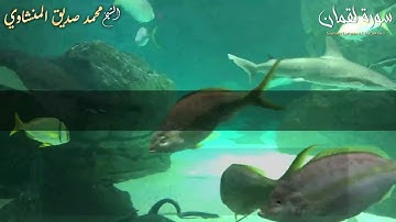 الشيخ المنشاوي ما تيسر من سورة لقمان مجود
