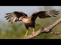 Каракары - каранчи (лат.  Caracara)