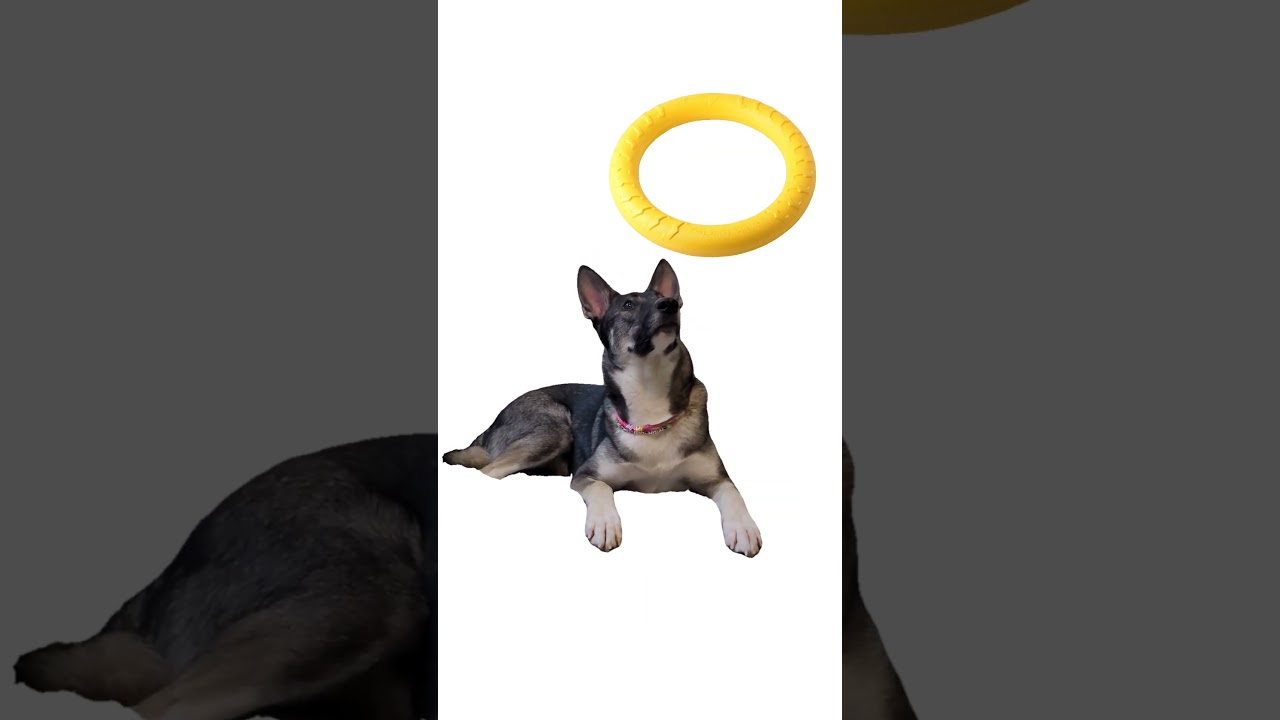Лучшая собачья игрушка😄