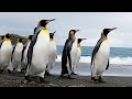 Travel to See King Penguins March Along Beach | South Georgia | Wild Travel | Robert E Fuller