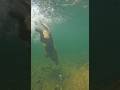 Unbelievable Diving Skills: Golden Retriever’s Love for Underwater Adventures Captured on Camera!