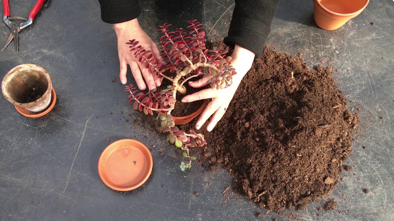 Plantera om en krukväxt