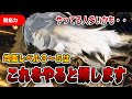 【崩壊スターレイル】知っておかないと損しつづける可能性があるので注意【開拓力/均衡レベル】#崩壊スターレイル #崩スタ #スタレ