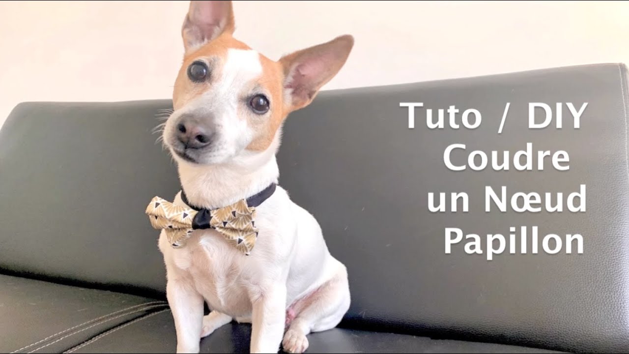 Tuto / DIY facile : Coudre un nœud papillon (pour son chien et pour soi en  barrette pour cheveux ! ) - YouTube