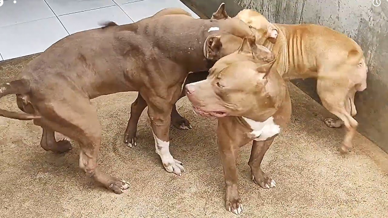 Cachorro comendo a cachorra