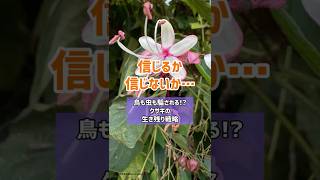 白から藍へ。自然が語る“色の生き方” #物語を通して学ぶ #植物 #野草