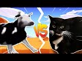 Polish cow VS Maxwell The Cat