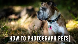 How to Photograph Your Pets | Pet Photography Tips