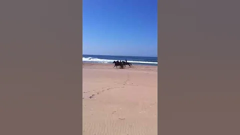 Tennessee Walker Horse Race on the Beach LOOK AT H...