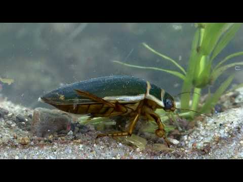 Schwimmkäfer Natur erleben beobachten verstehen