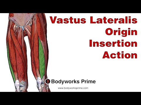 Vastus Lateralis Anatomy: Origin, Insertion & Action