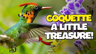 Tufted Coquette  A Little Treasure of the Tropical Forests.