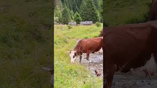 Peaceful Moments near Avoriaz 🇫🇷⛰️ | Cow by the Cascade Brochaux & Alpine Bells 🔔