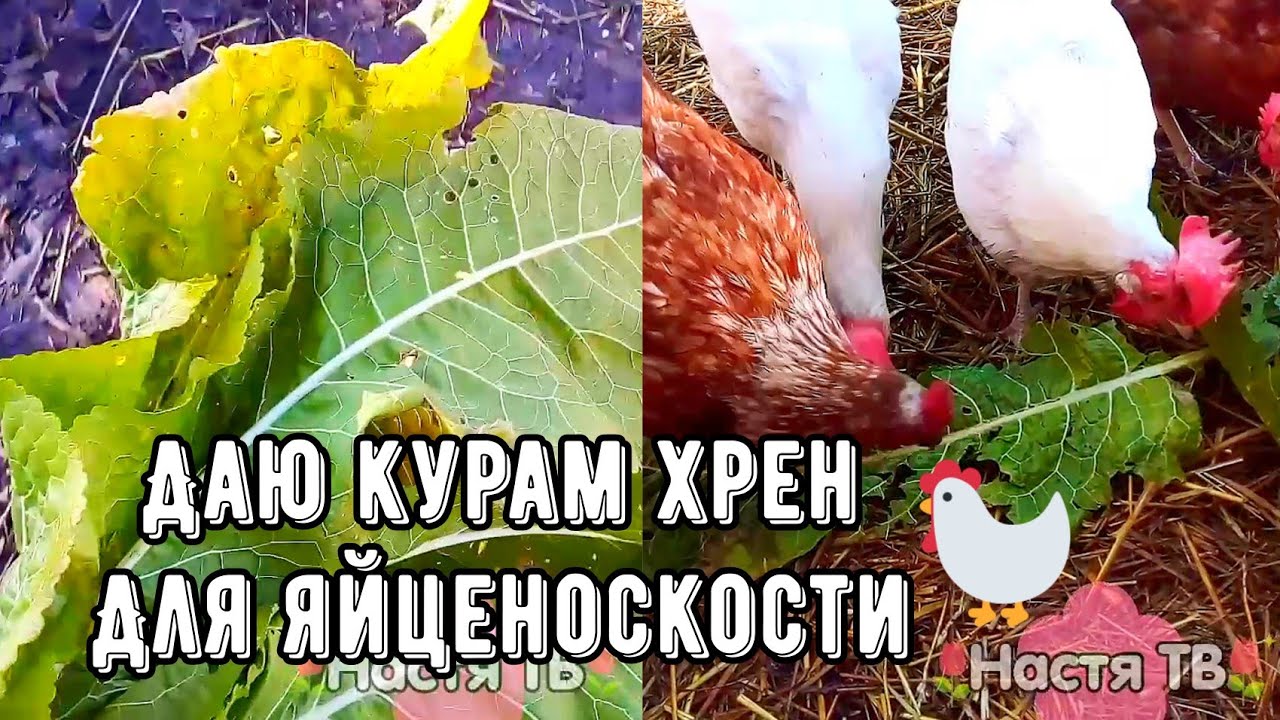 Лук курам можно дать. Как повысить яйценоскость кур. Корень хрена курам.