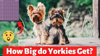 Yorkshire Terrier Growth Chart : How Big will Yorkies get?