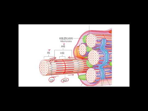 신경해부학 _ 근육 수축