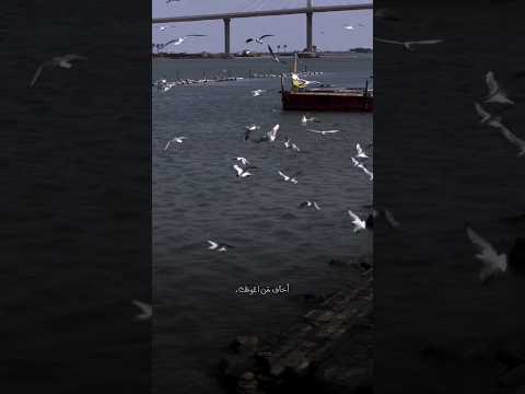 اخاف من اعوفك بصوت الشهيد حارث السوداني