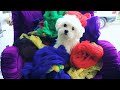 Yavru Köpek Yıkama Maltese terrier #dog #puppy #köpek